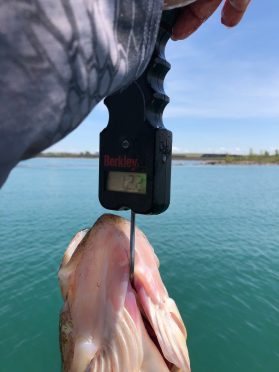 12-Pound Lake Michigan Walleye Explained
