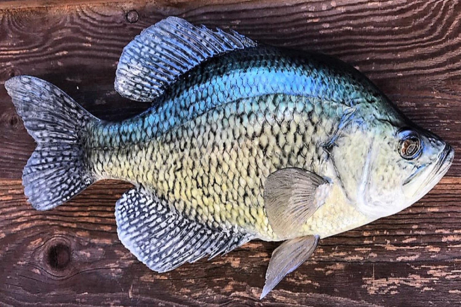 Old lures, new life - Bluegills, Crappies, Perch & Whitebass - Bluegills,  Crappies, Perch & Whitebass