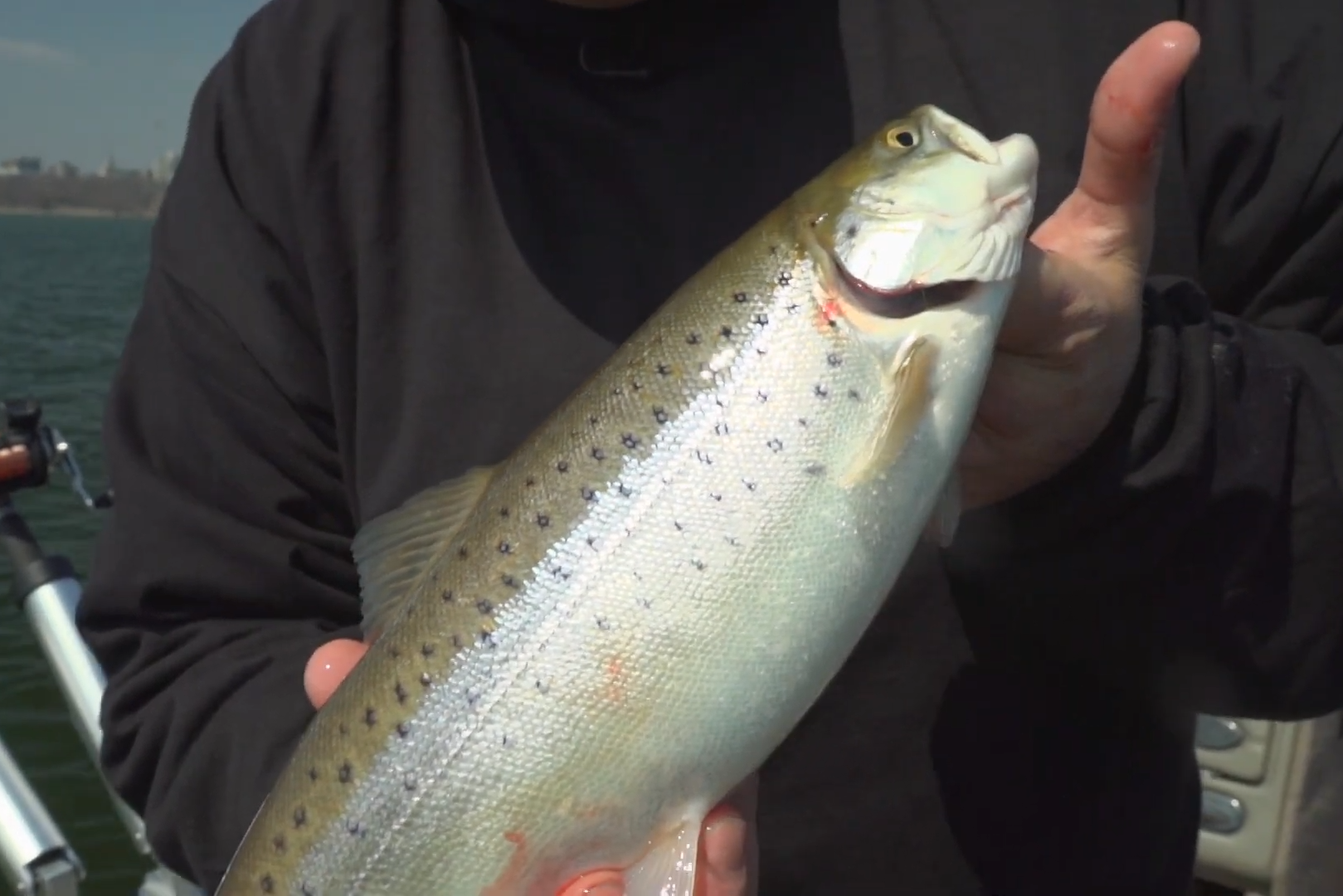 Brook Trout Basics - MidWest Outdoors