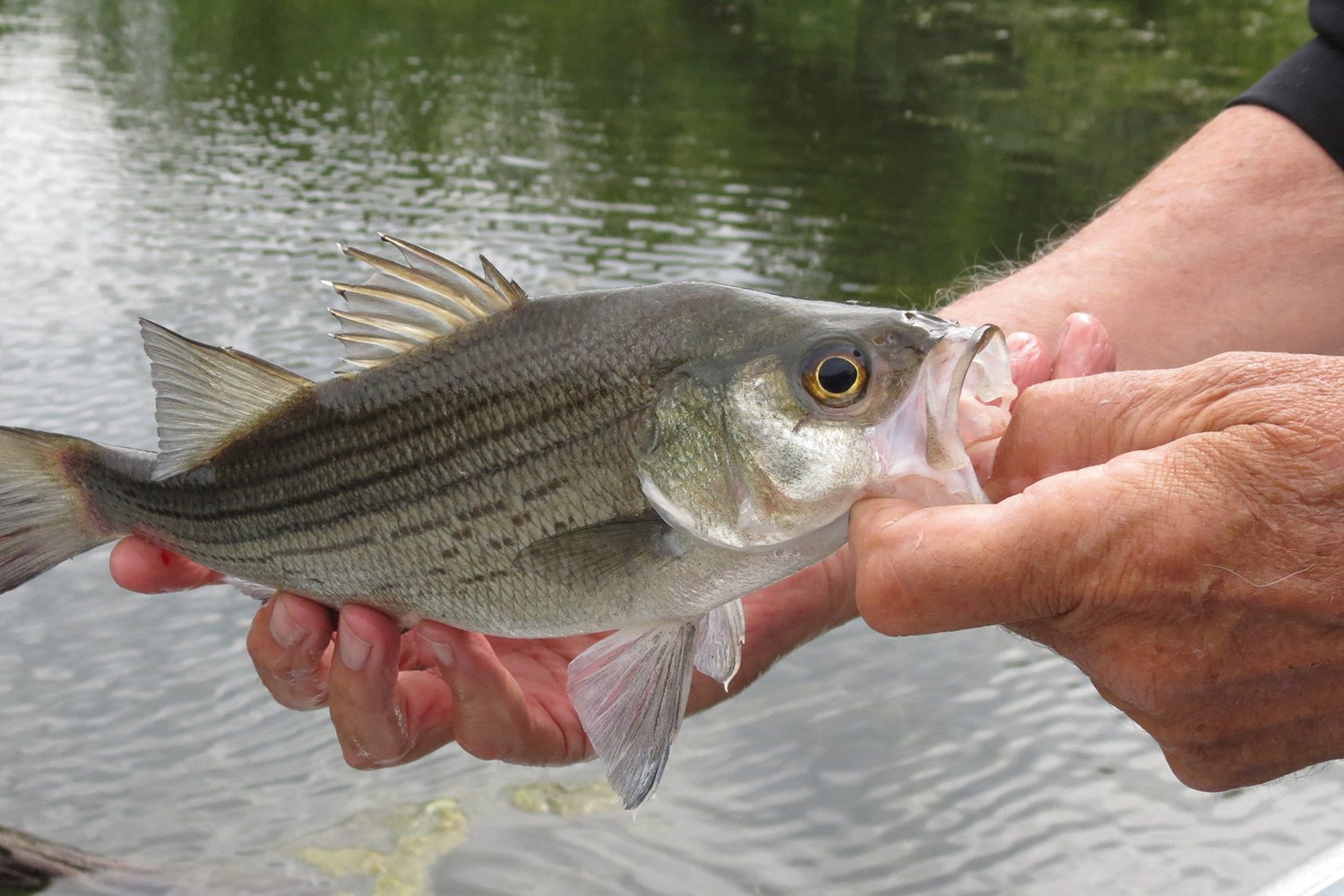Carlyle Lake Spring White Bass - MidWest Outdoors
