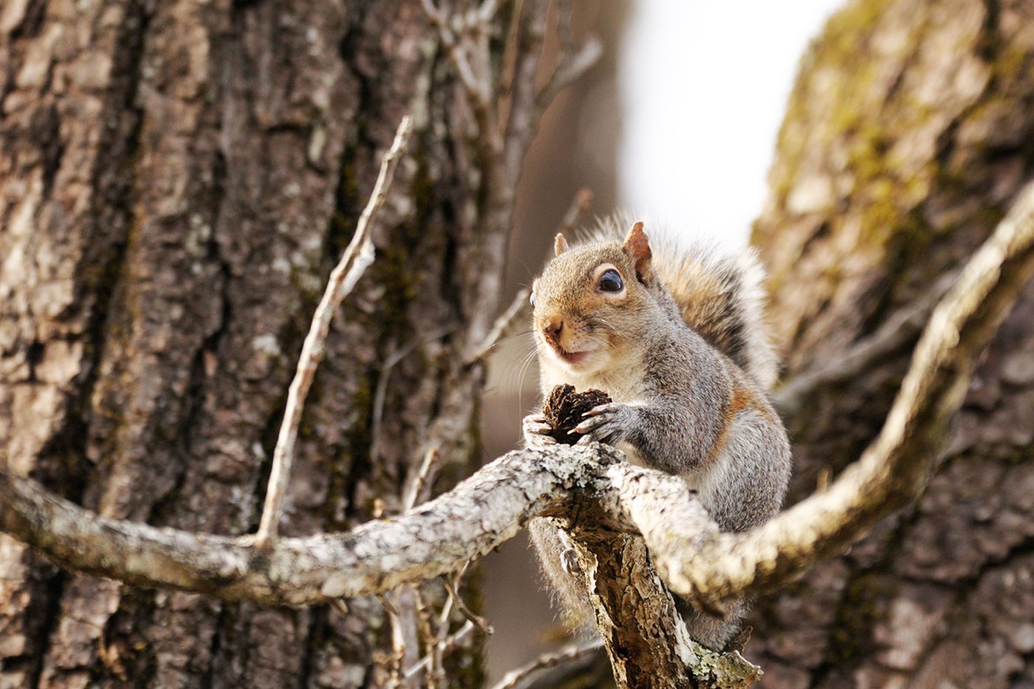 Squirrel Season in the Hoosier State MidWest Outdoors