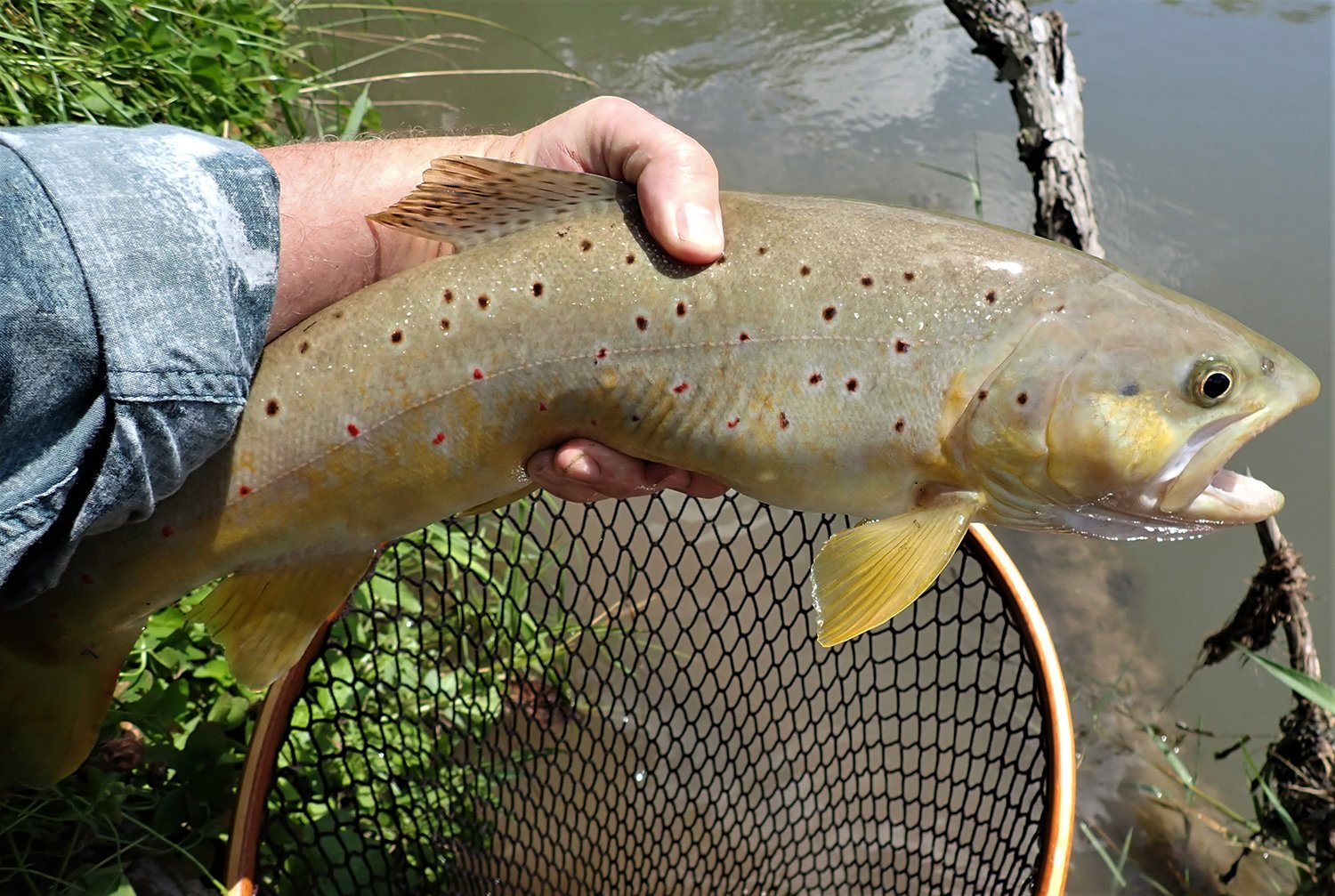 Brown Trout Best Option for EndofSeason Anglers MidWest Outdoors