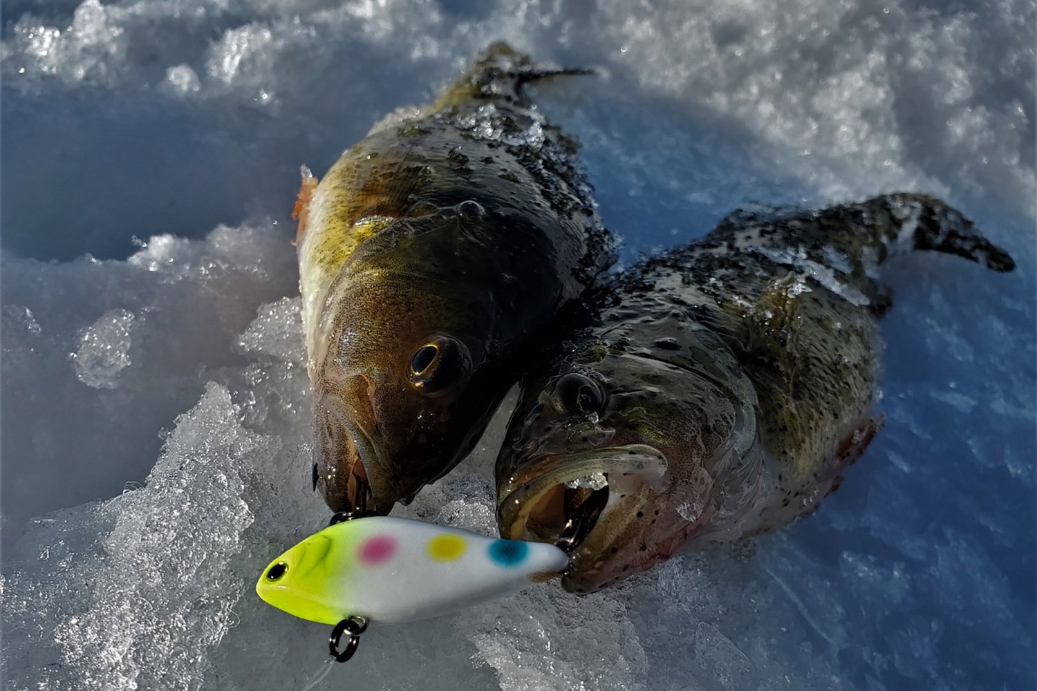 Mini Hardbaits for Hardwater Success - MidWest Outdoors