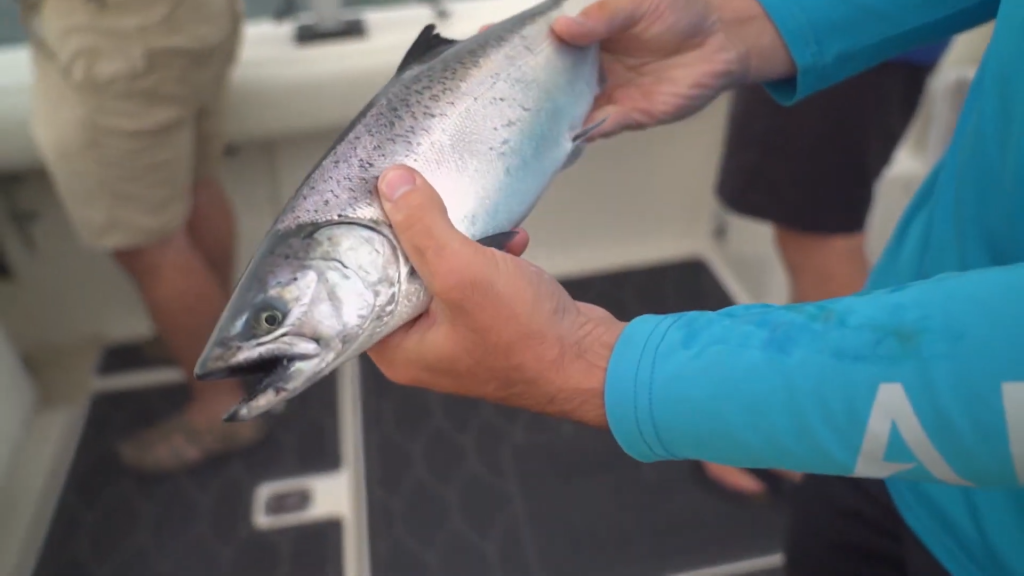 Salmon in Sturgeon Bay aboard the Salmon Depot 257 screenshot
