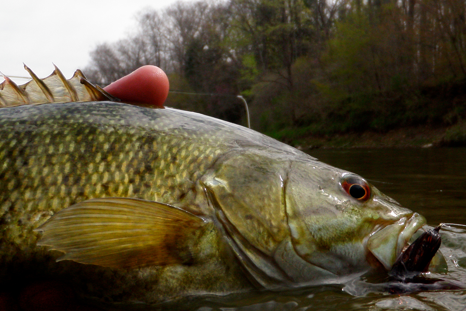 Topwater smallmouth action in a Indiana Creek 