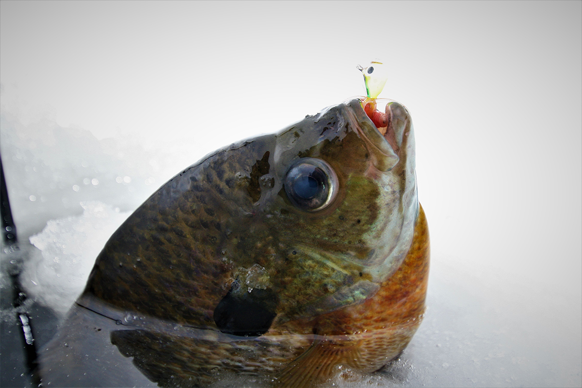 Seeing, Believing and Catching More Fish Through the Ice