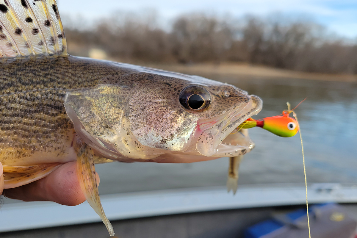 The Best Walleye Fishing is Coming this Fall! MidWest Outdoors