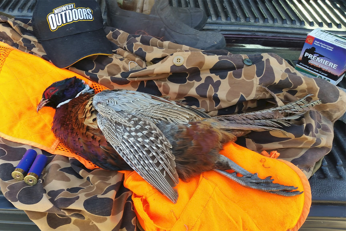 Early Season Tips for Pheasant Hunting Success