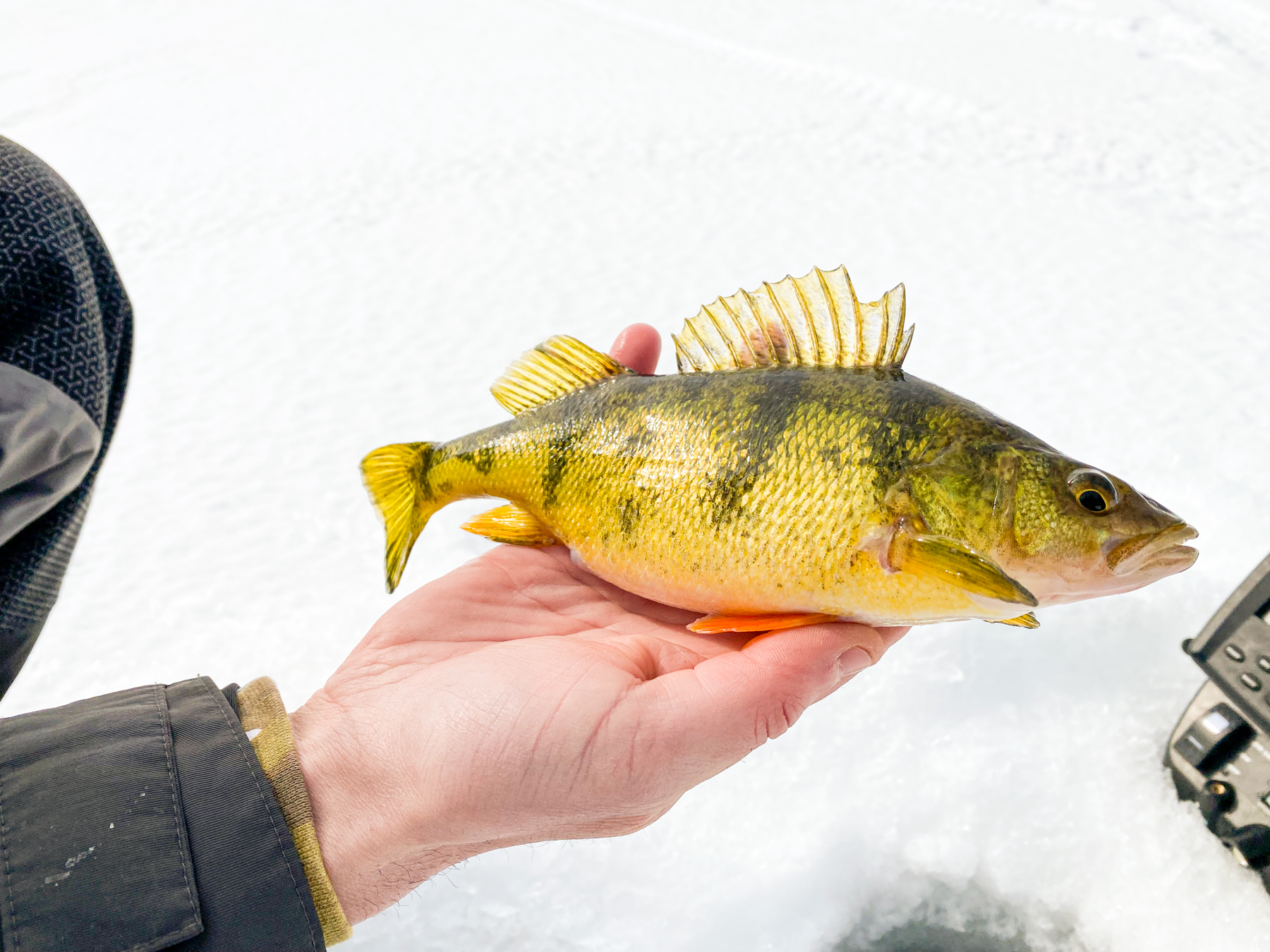 In deep with perch bites - Ontario OUT of DOORS