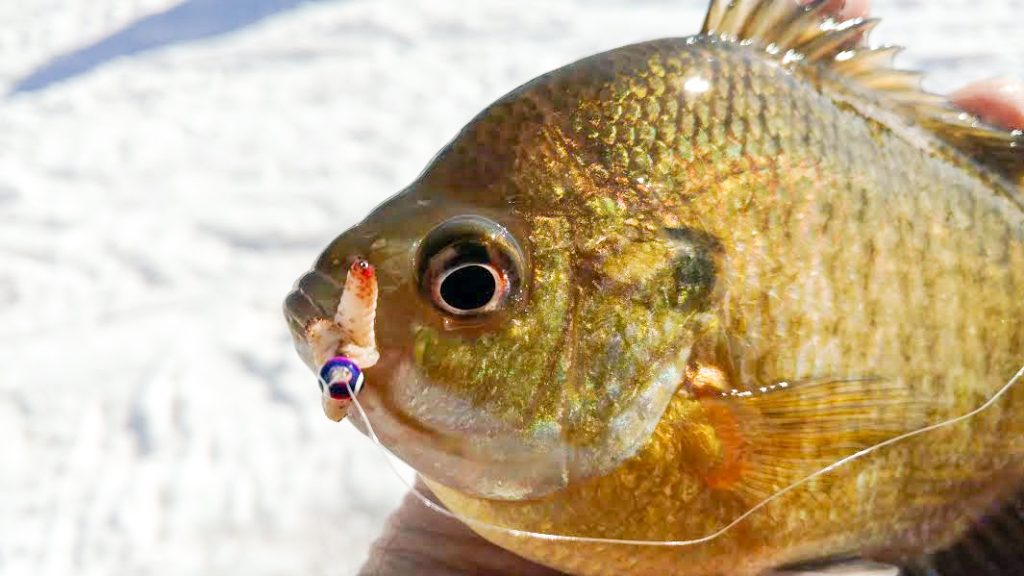 The Best Bluegill Action from St. Croix