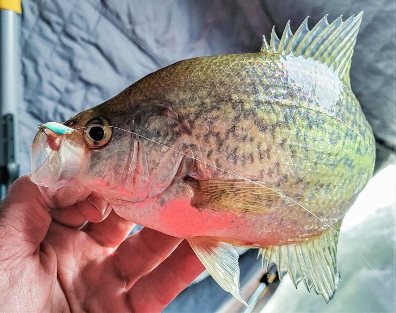 Panfish Power! - MidWest Outdoors