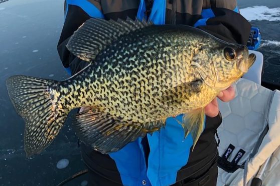 Csanda-winter Crappies Image - Midwest Outdoors