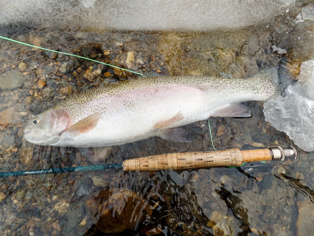 Rainbow Trout Fly Fishing Cake 