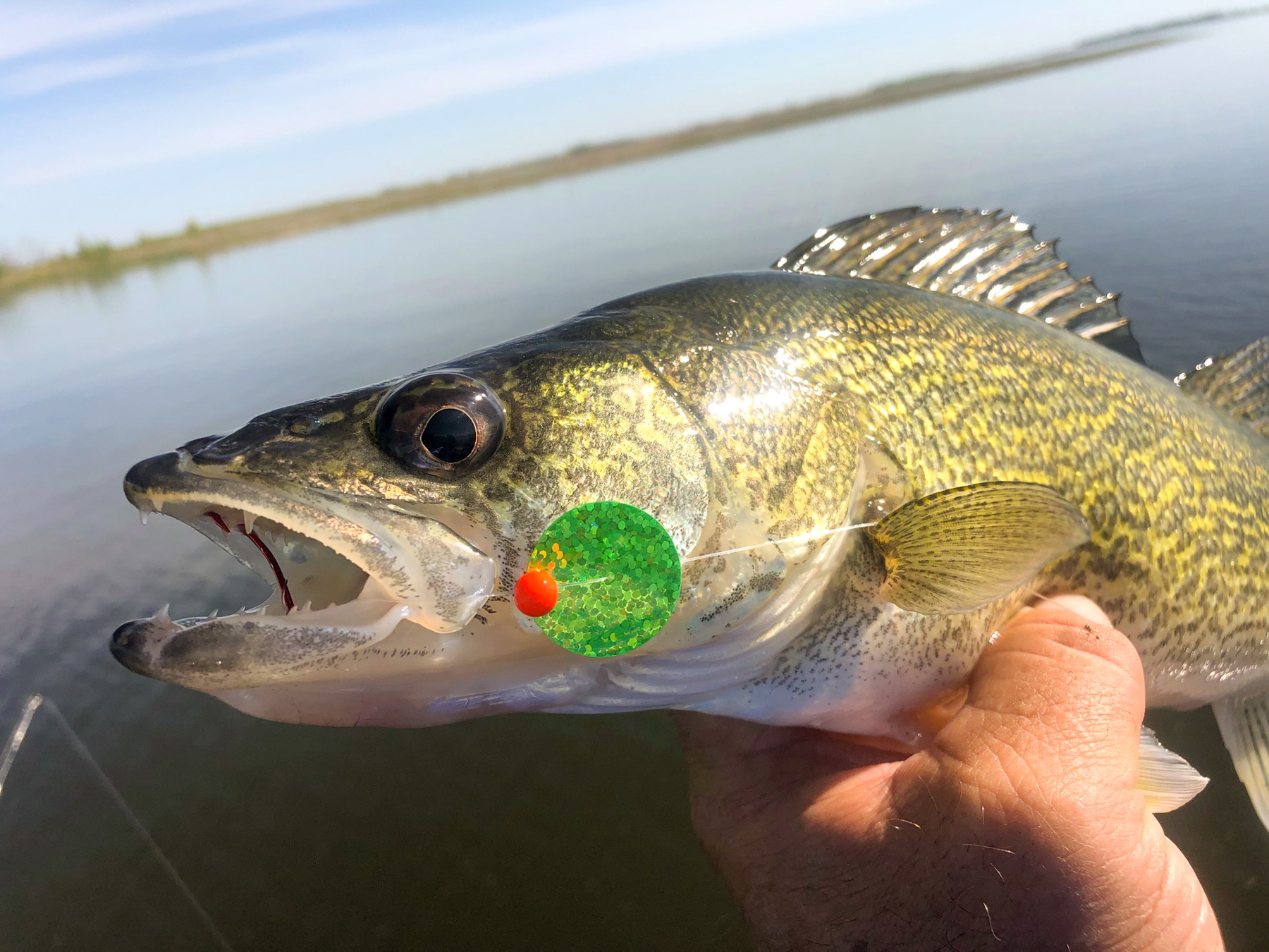 Rig Spinner Trout, Spinner Walleye Lure