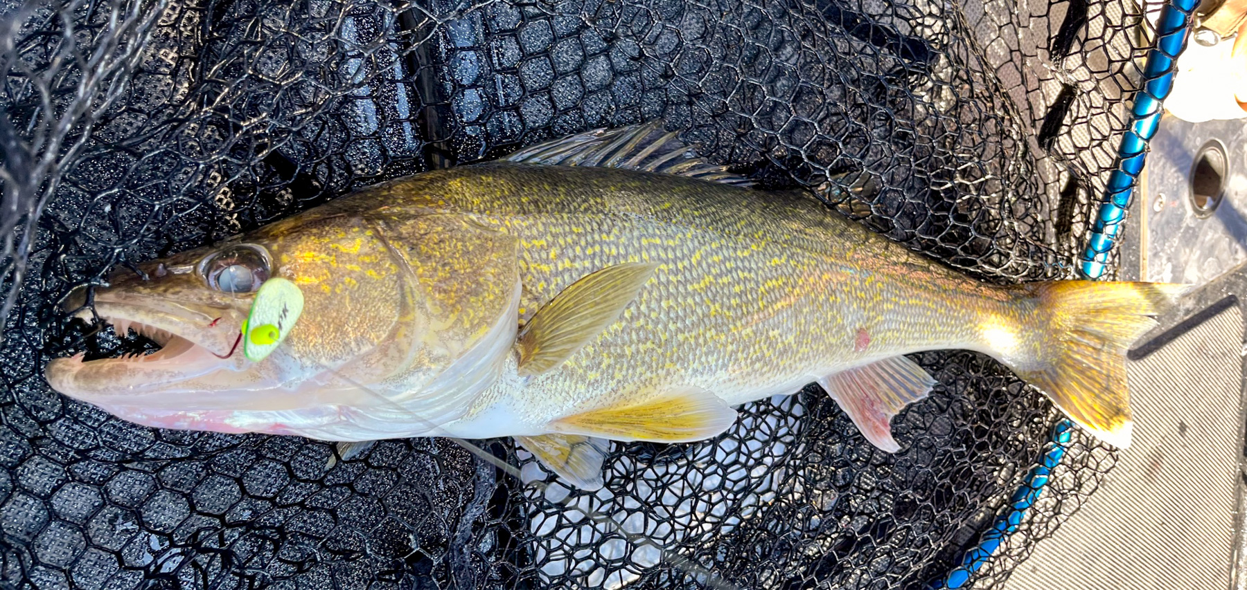 How to Fish Walleye Spinner Rigs Like a Pro