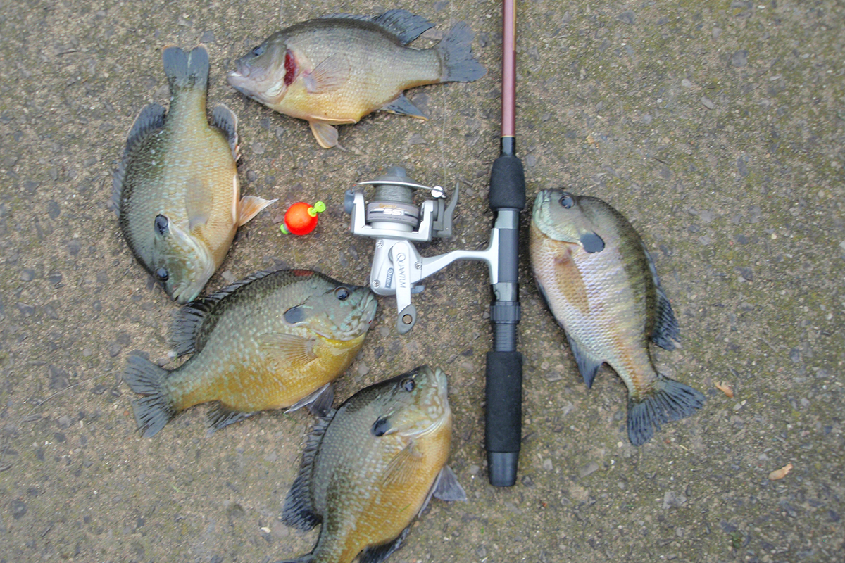 Wood Smoke And Bluegills Midwest Outdoors