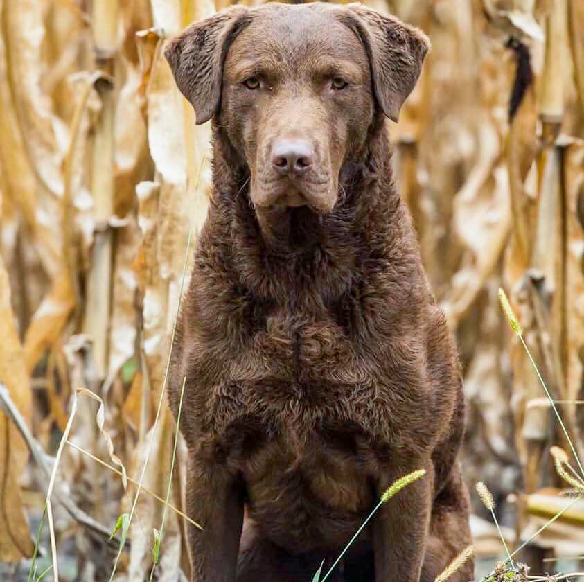 Chesapeake bay retriever water 2024 dog