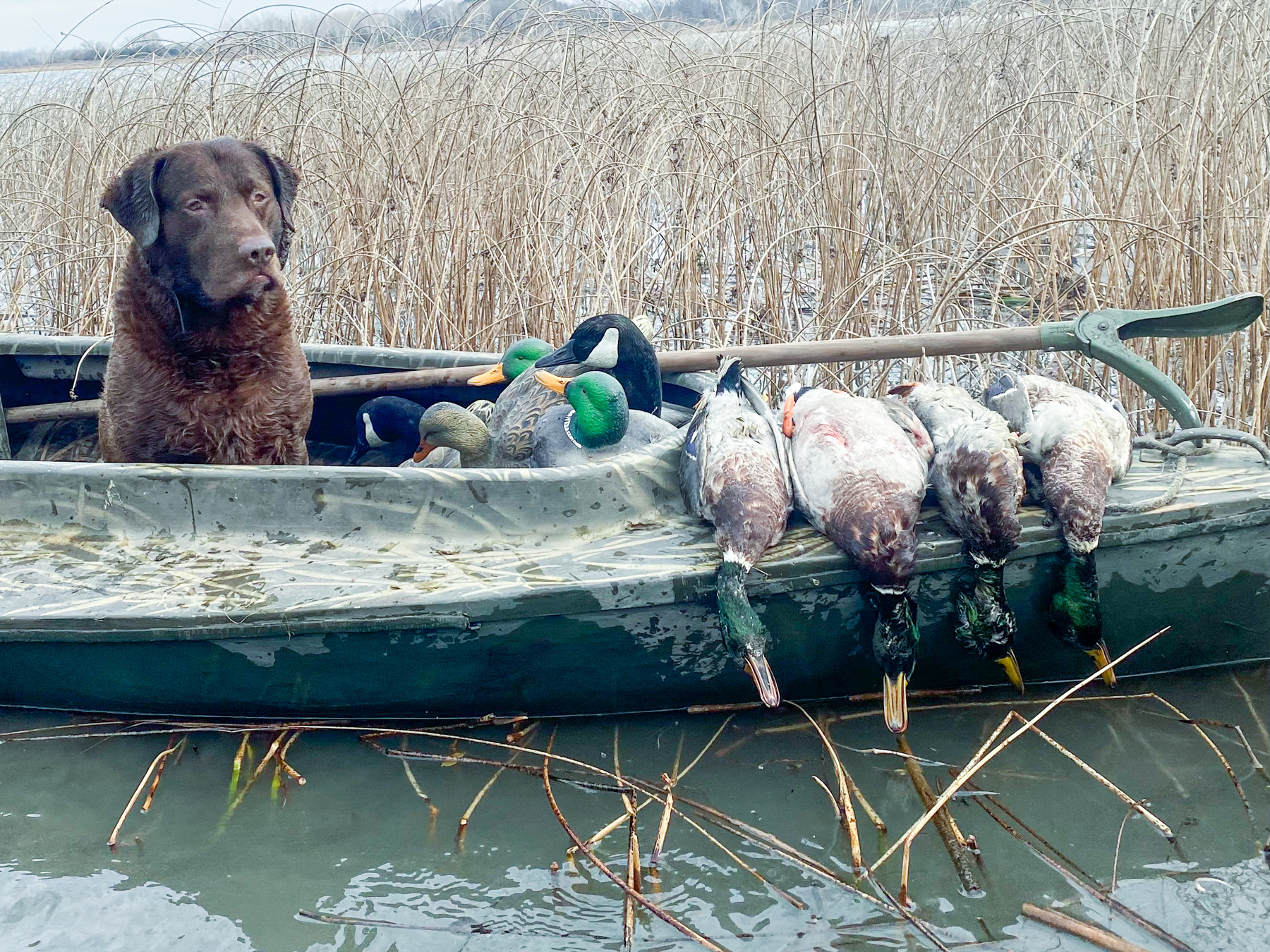 The All-American Chesapeake Bay Retriever - MidWest Outdoors