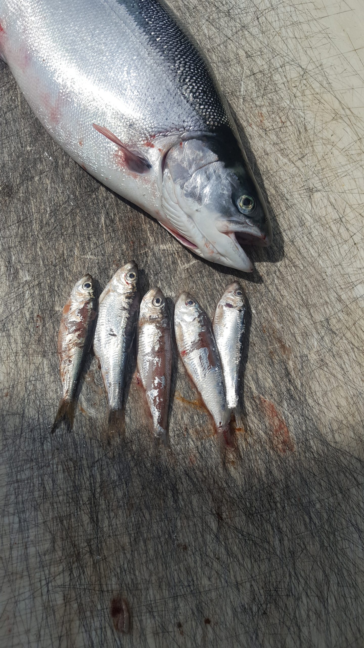 Capt. Lee Haasch is Chasing Steelhead - MidWest Outdoors