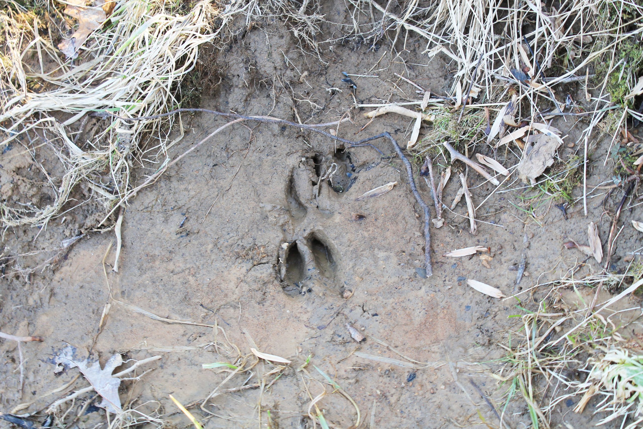 How to Scout for Whitetail Deer - MidWest Outdoors