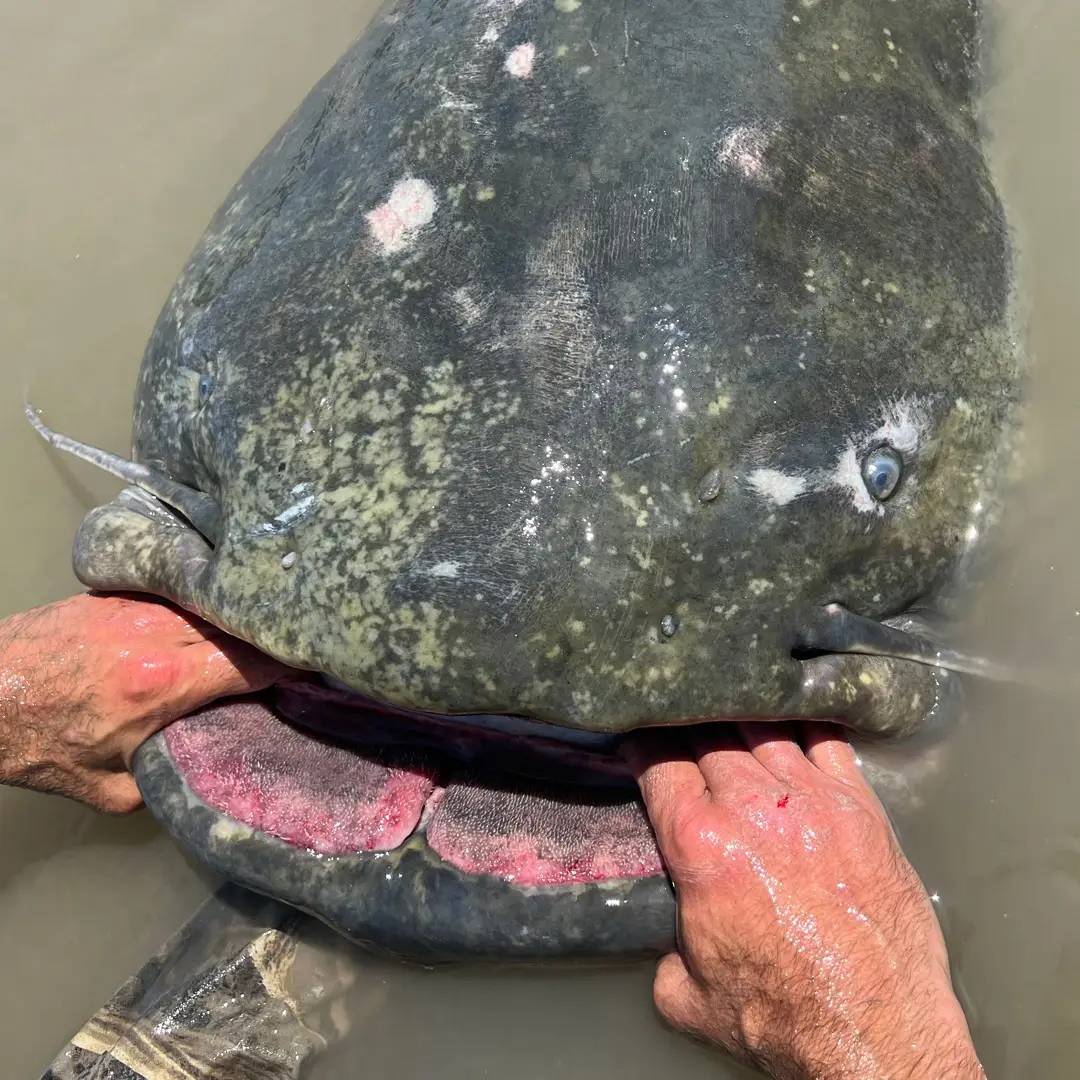 New World Record Catfish?!? MidWest Outdoors