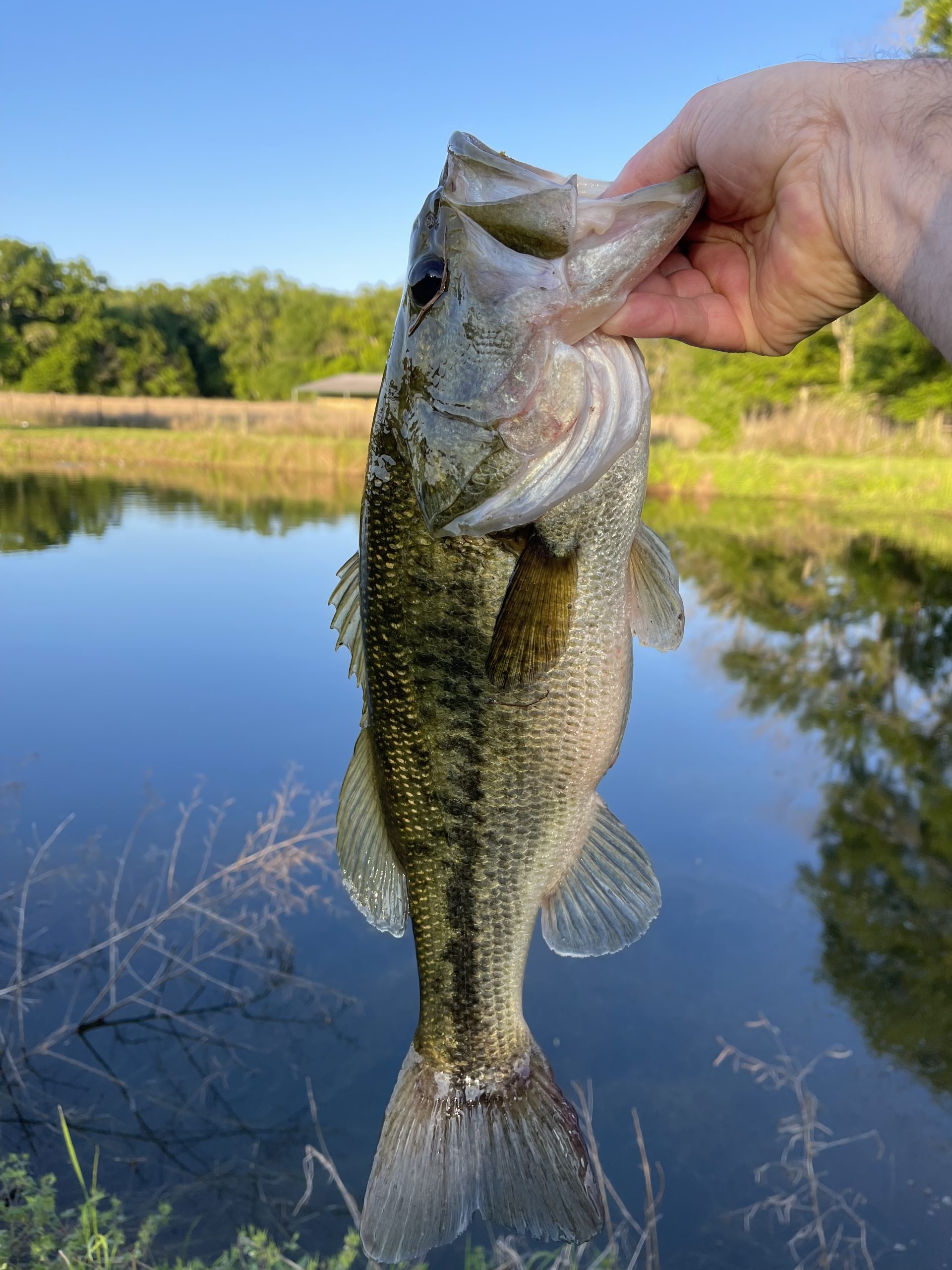 Fishing stringer #fish #fishing #bassfishing #bass