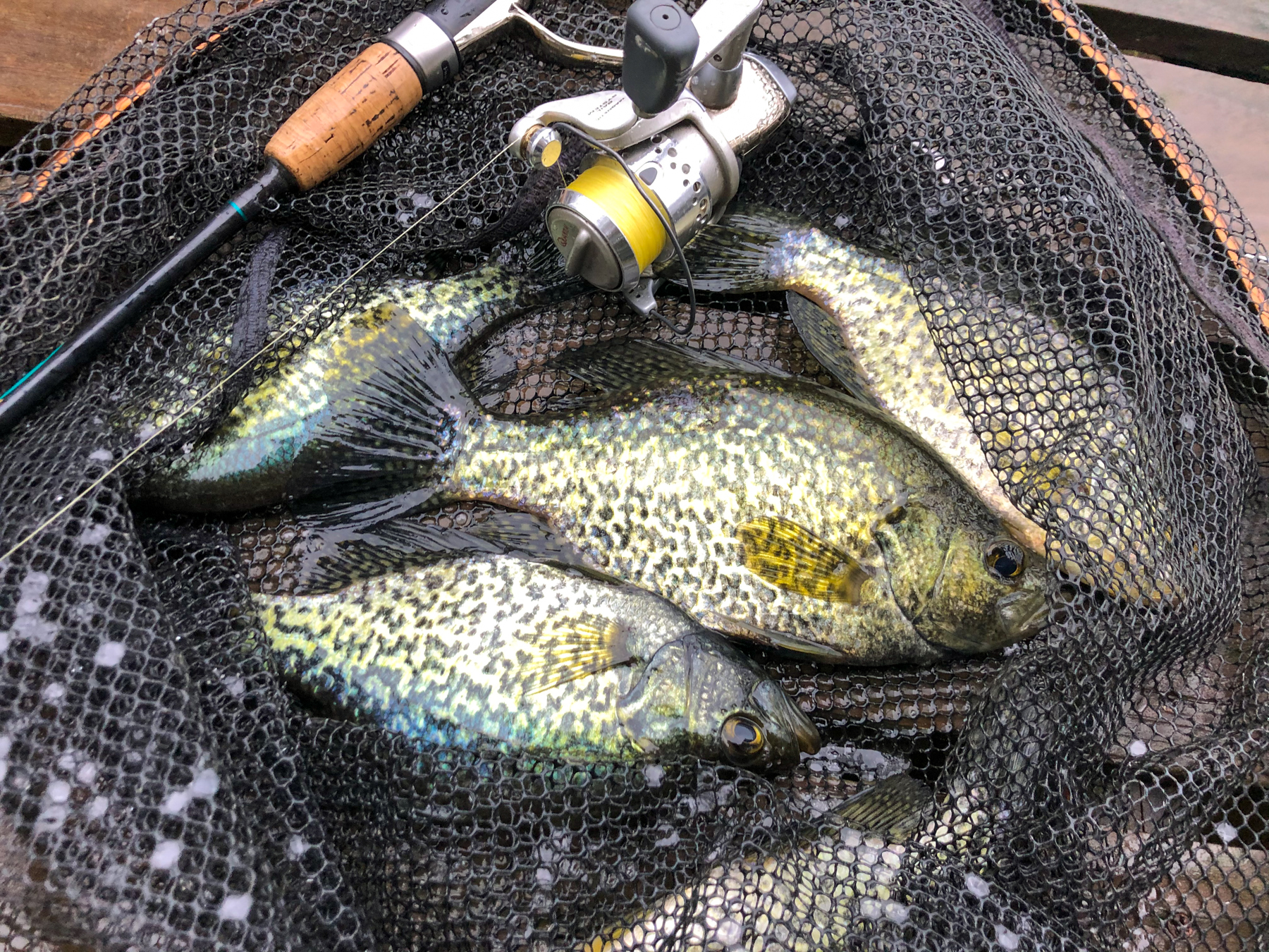 Try small lakes for crappie this month