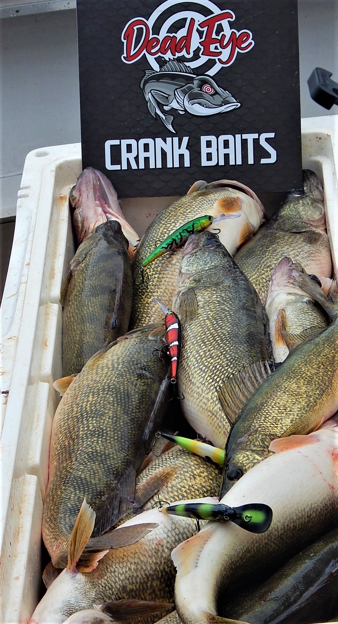 Attacking the Fall Brawl with Dead-eye Crankbaits 