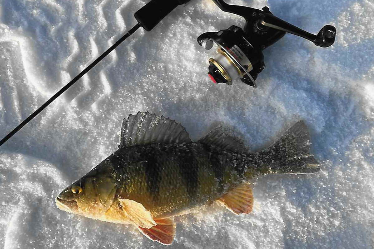 Ice Fishing for Mississippi Backwater Perch - MidWest Outdoors