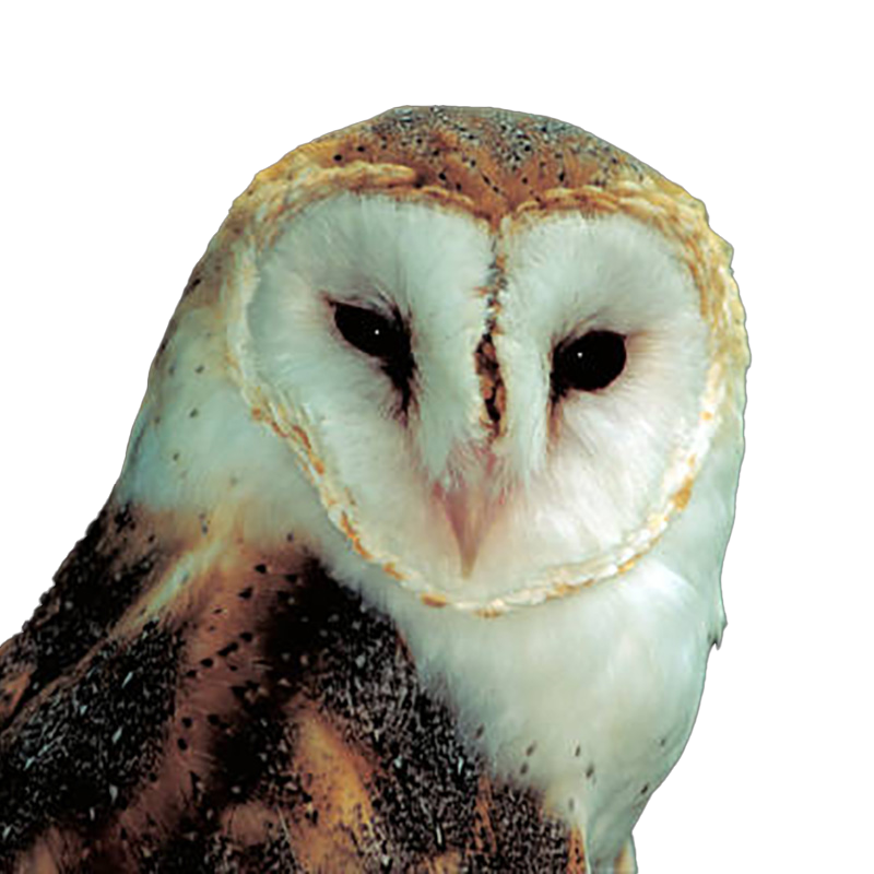 Brown Eyed Owls MidWest Outdoors brown-eyed-owls-midwest-outdoors