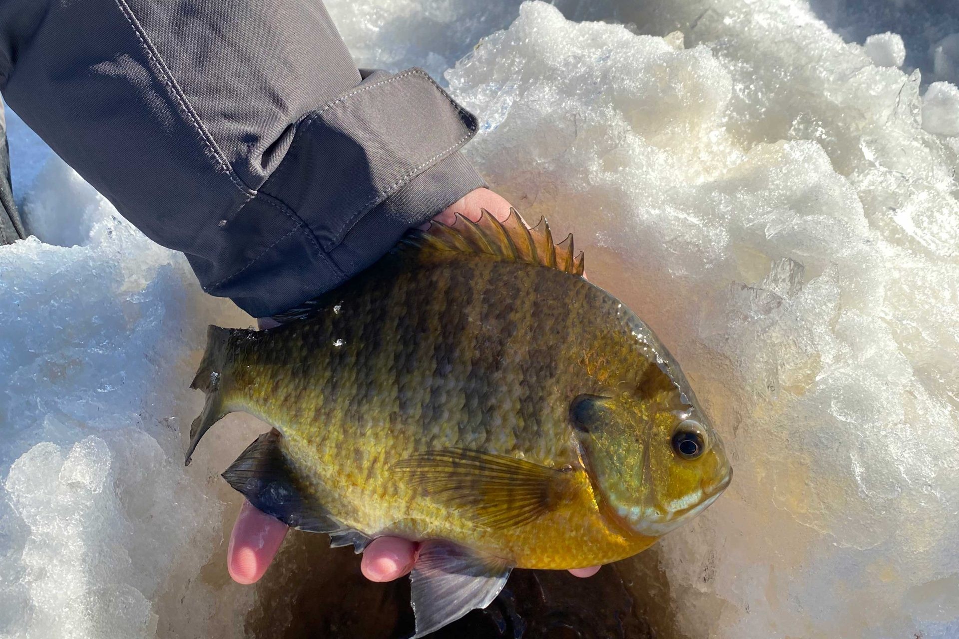 Scratch the Itch Early with Rainy Lake's Spring Bite - MidWest Outdoors