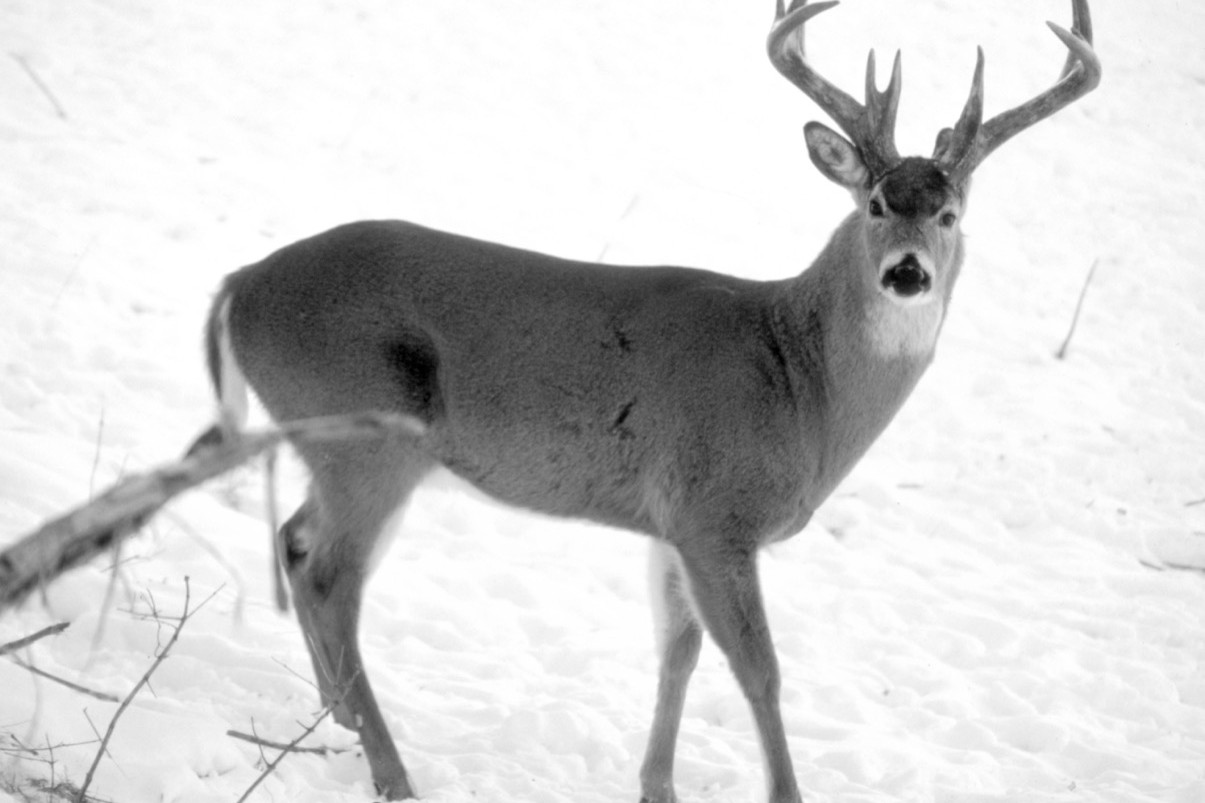 Deer Archives - MidWest Outdoors