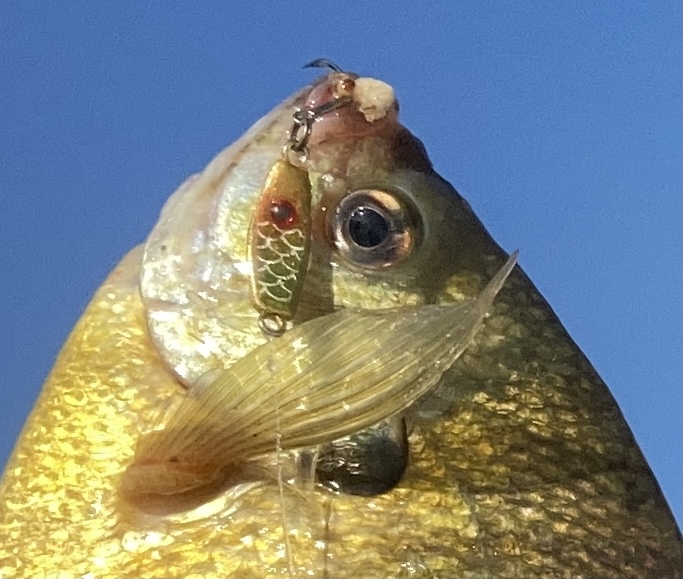 Spoon-Fed Panfish Through the Ice - MidWest Outdoors