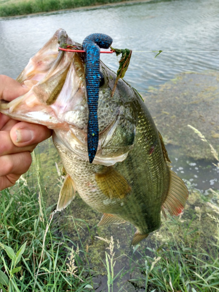 Put Some Fat in Your Fishing Diet - MidWest Outdoors