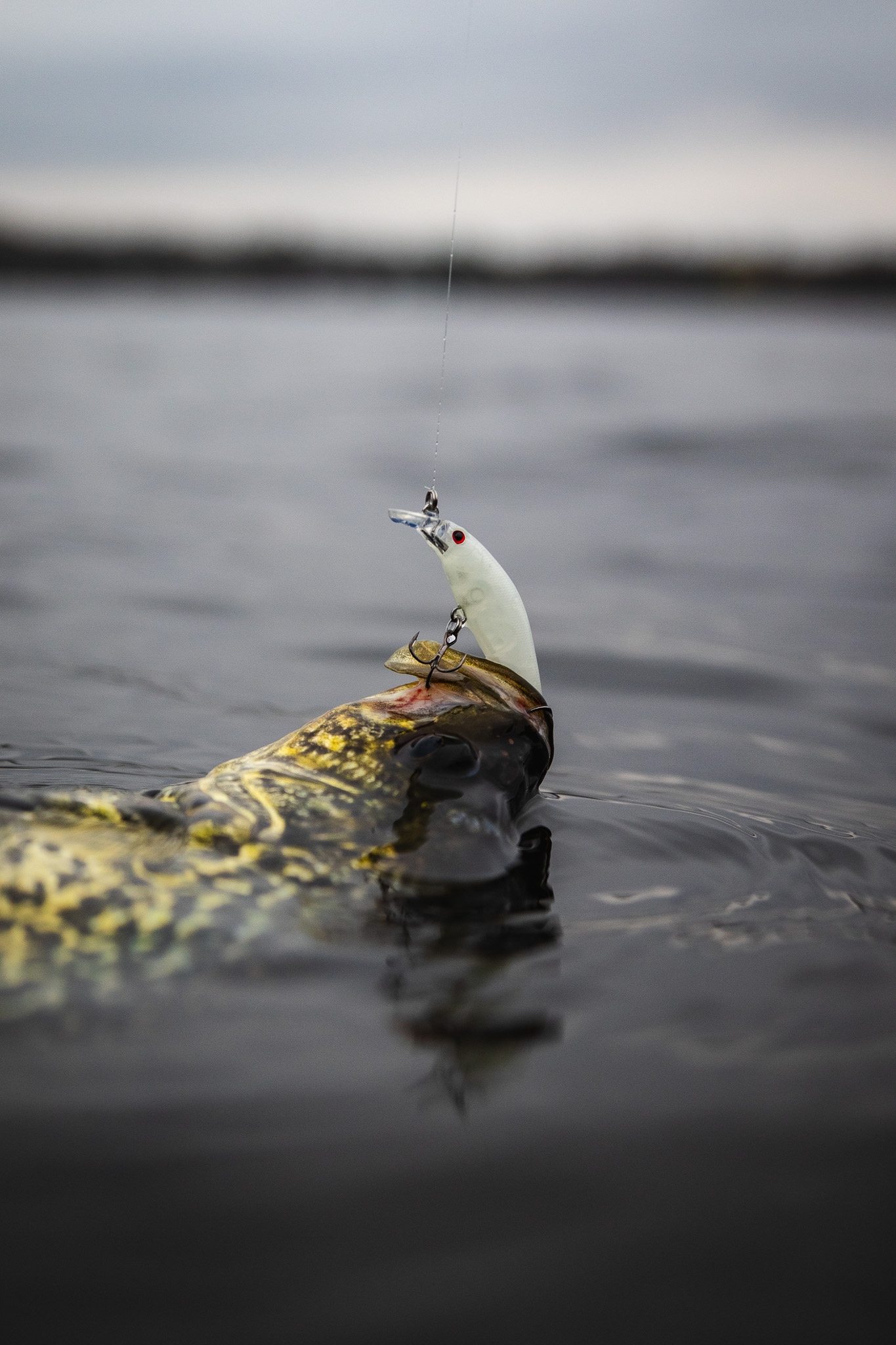 crappie fishing lake lure Bundle  Fork Co CRAPPIE FISHING HOW TO: AUGUST