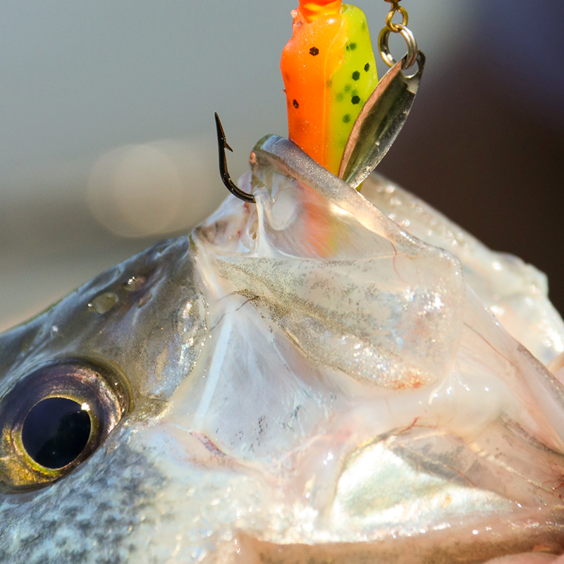 crappie fishing with circle hooks Dovesun Pompano Rigs for Surf Unique T-Knot Strong Pre-Rigged Surf Fishing Rigs Three Saltwater Pompano Floats 10PCS : Sports & Outdoors lurking crappie are never safe Eagle Claw Crappie Rig -