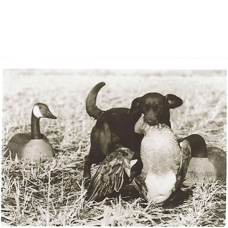 New Rules for Bringing a Dog into the U.S. MidWest Outdoors