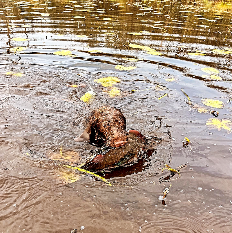 SchroederEarlySeasonDuckTactics1 MidWest Outdoors
