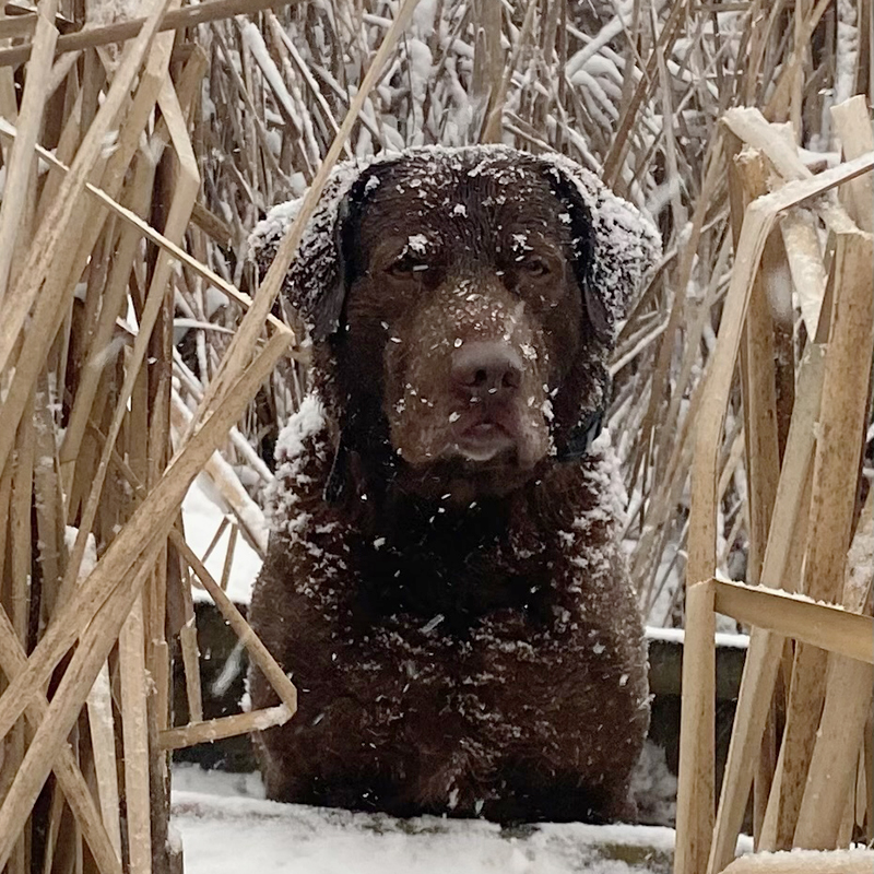 Keep Retrievers Safe in the Cold - MidWest Outdoors