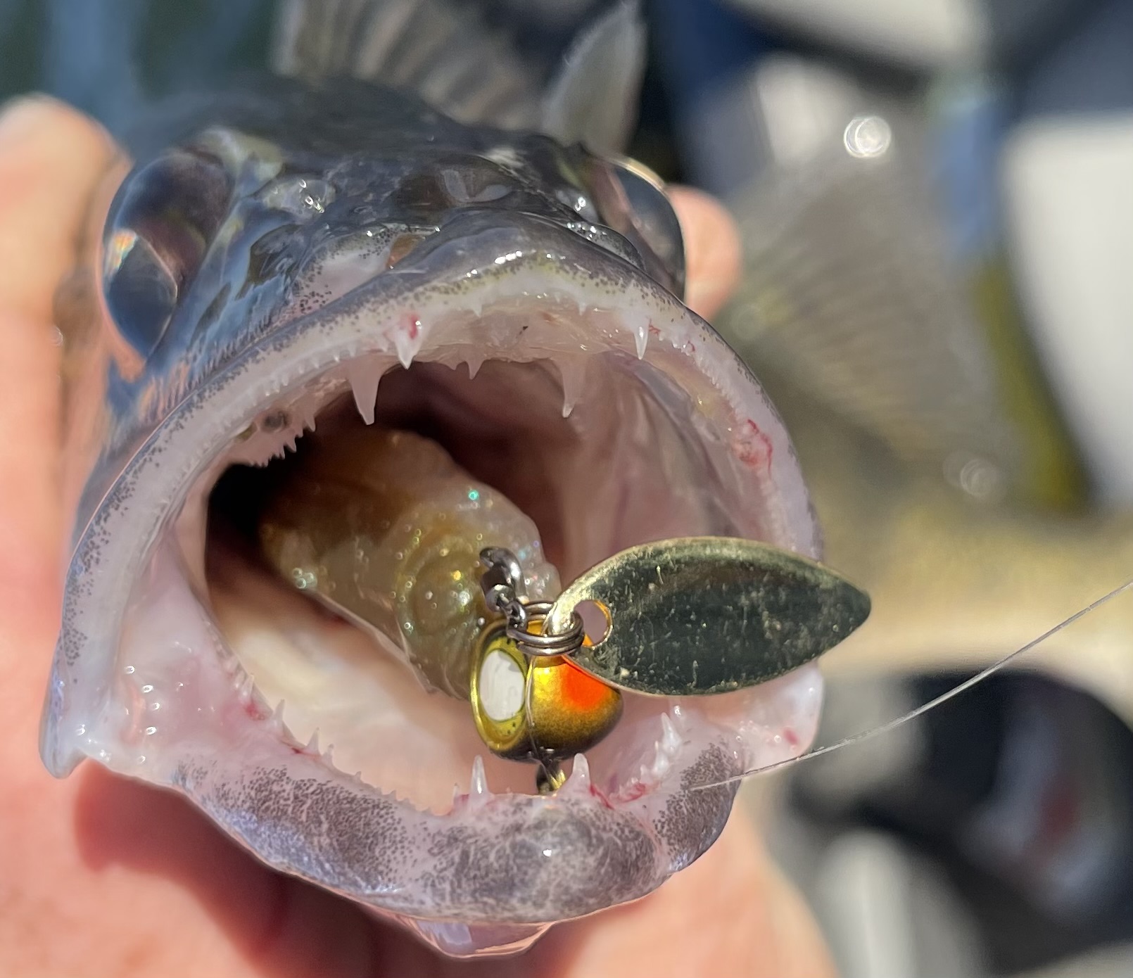 Technology Advancements and No-Fail Fall Walleyes - MidWest Outdoors