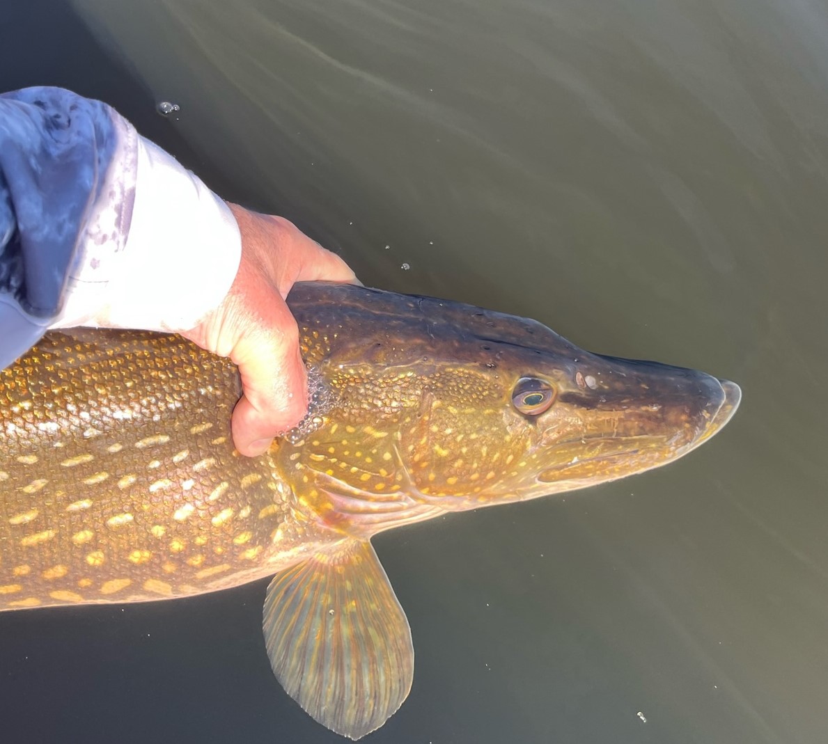 Fall: A Big Pike Prison Break? - MidWest Outdoors