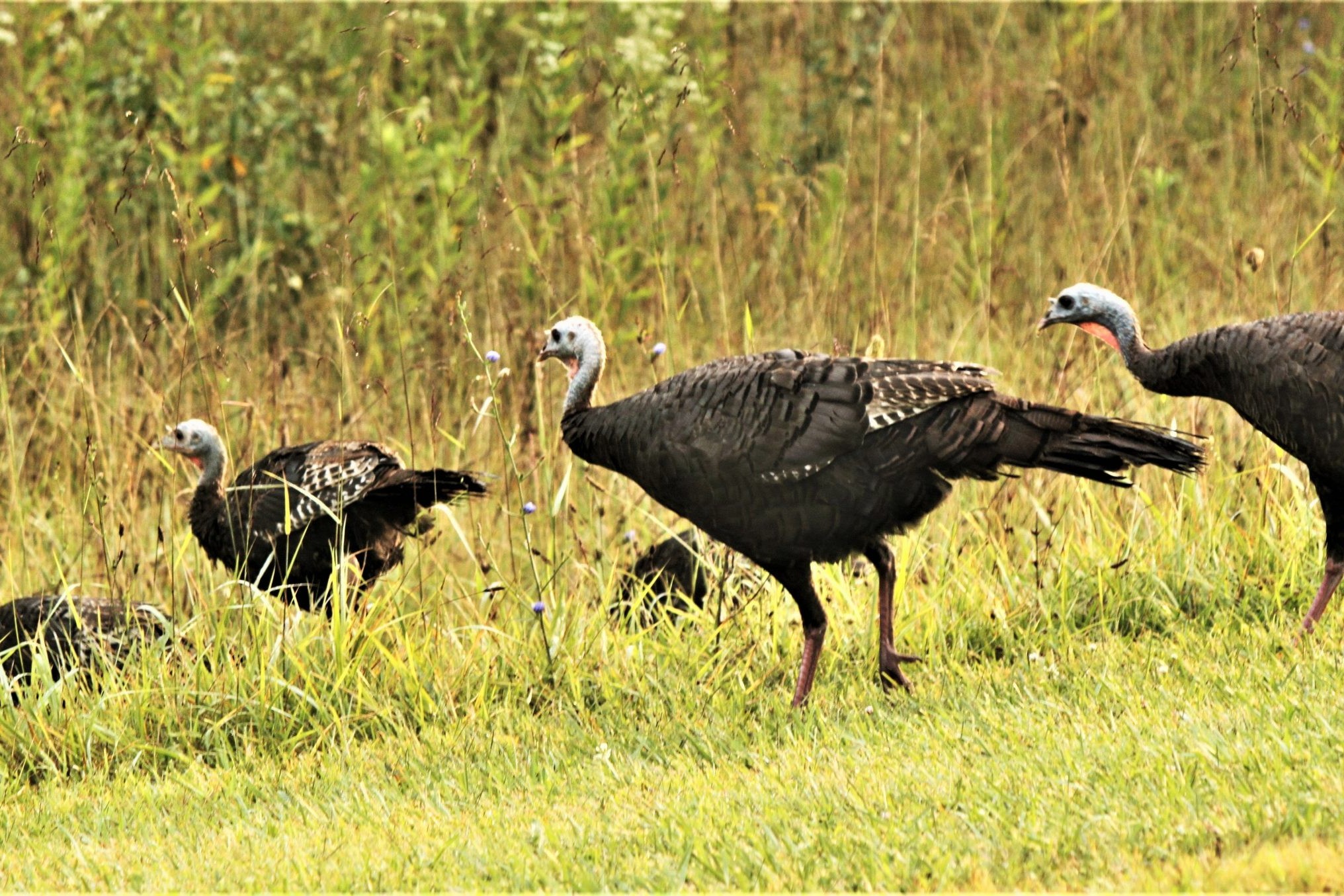 Wild Turkey Archives - MidWest Outdoors