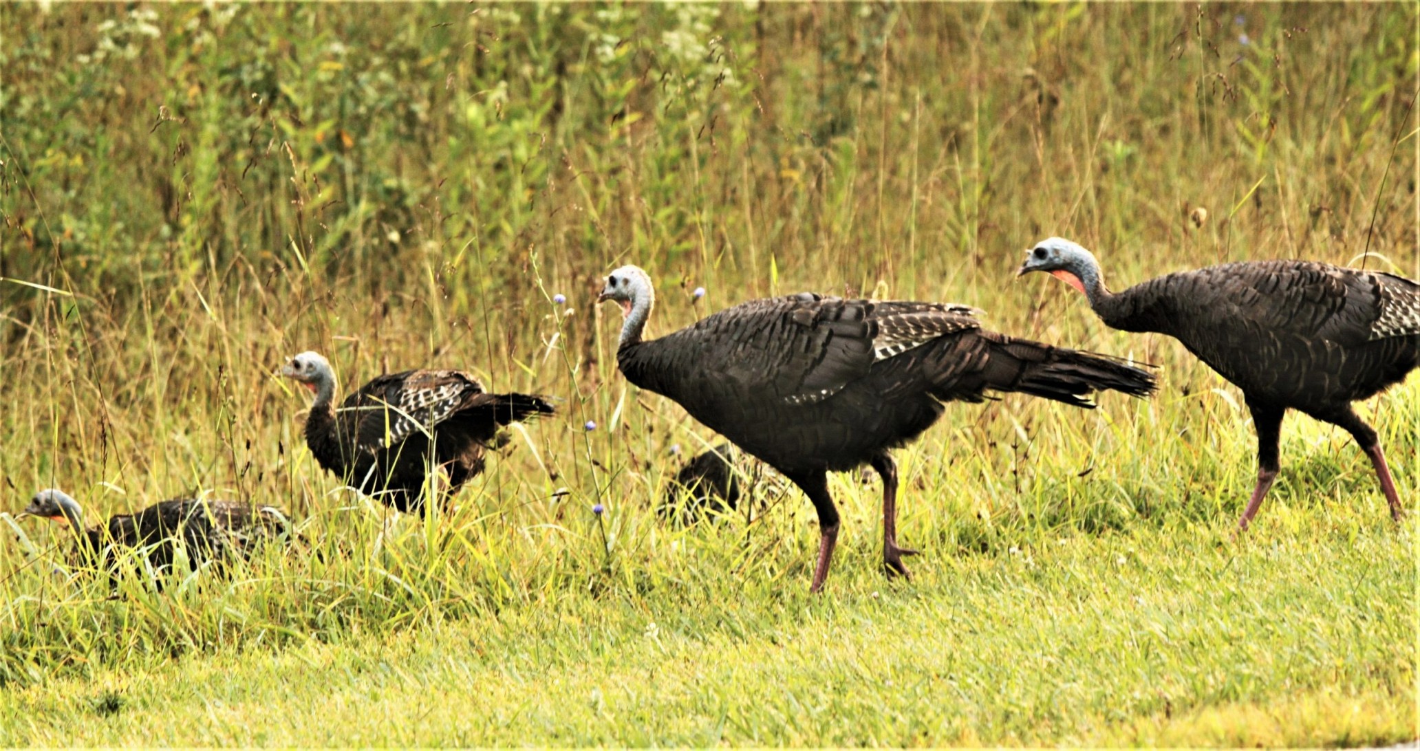Introduction to Wild Turkeys - MidWest Outdoors