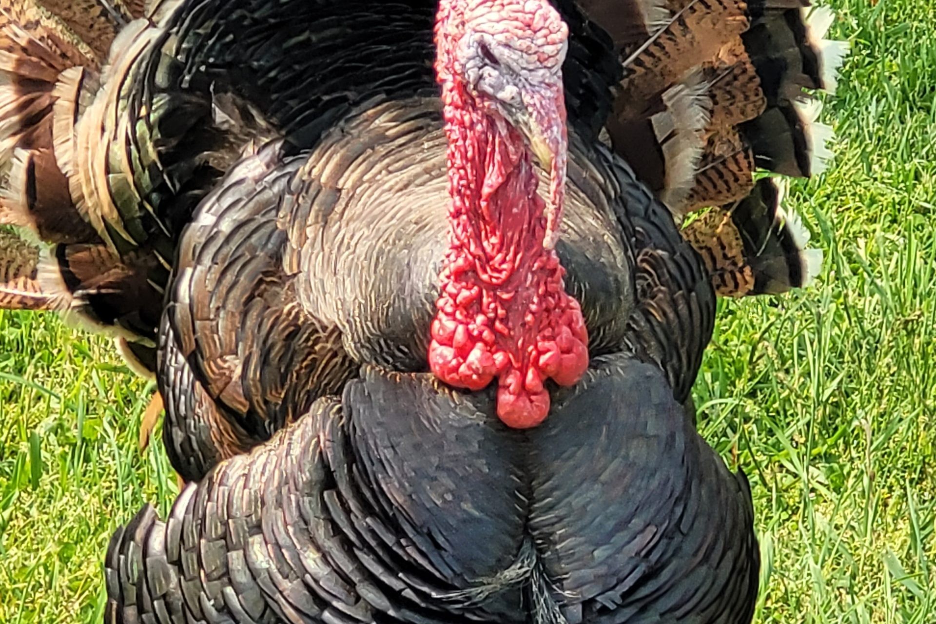 Wild Turkey Archives - MidWest Outdoors