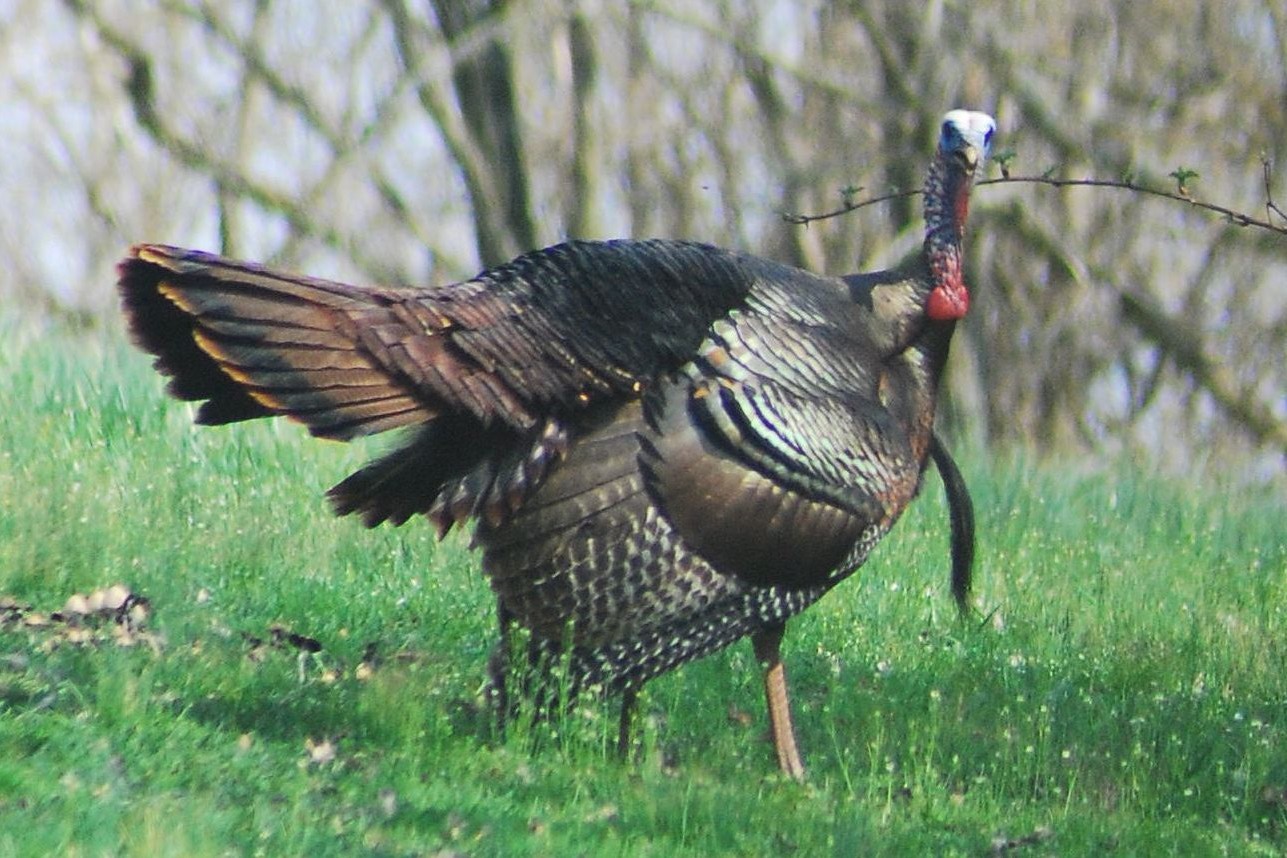 Wild Turkey Archives - MidWest Outdoors