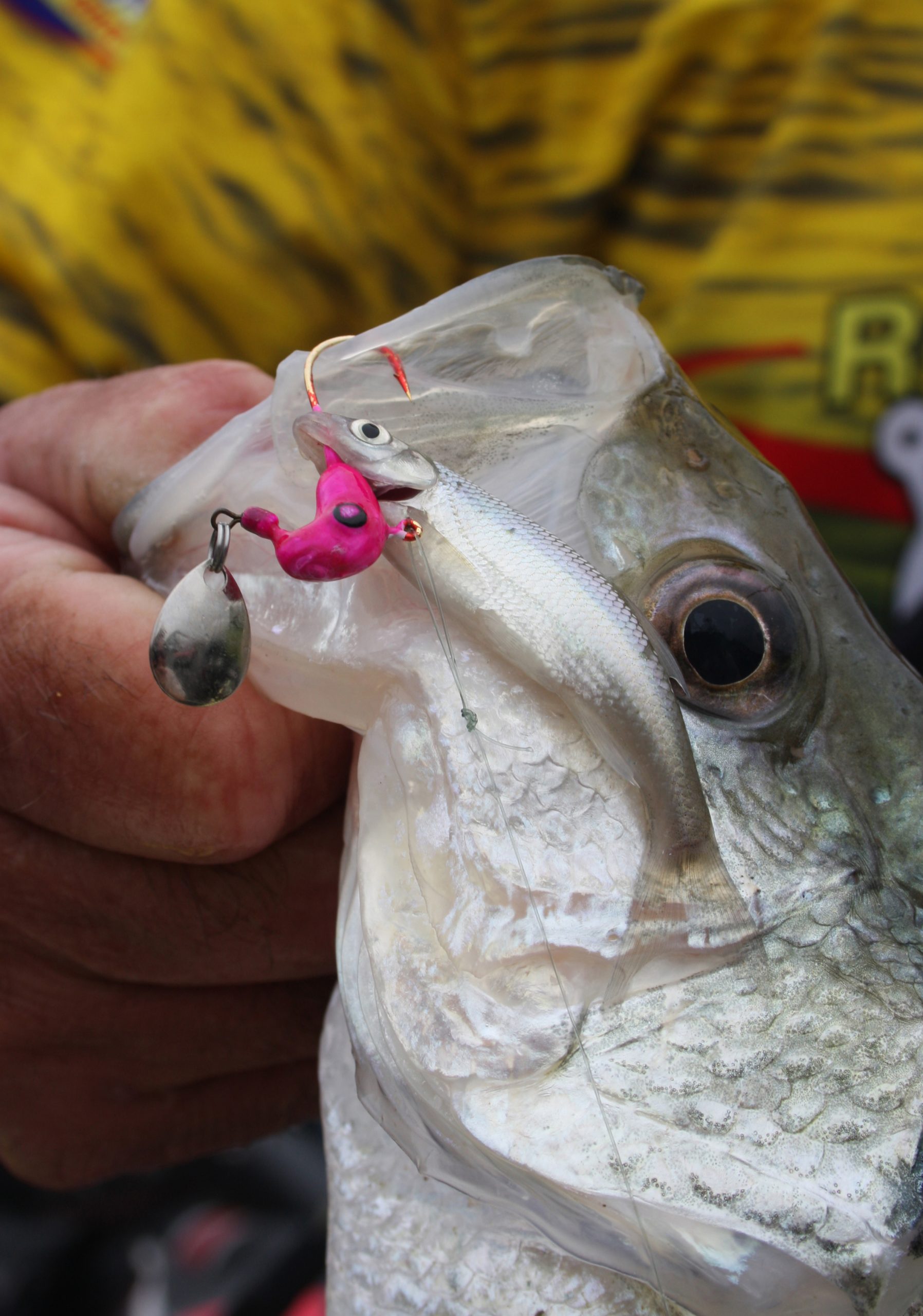 Are Minnows Still King for Catching Crappies? - MidWest Outdoors