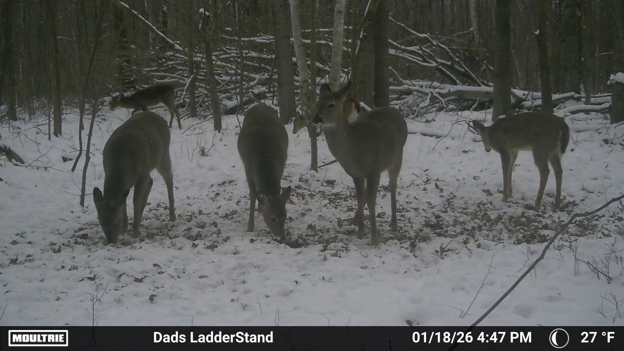 What Hunters Are Seeing with Chronic Wasting Disease - MidWest Outdoors