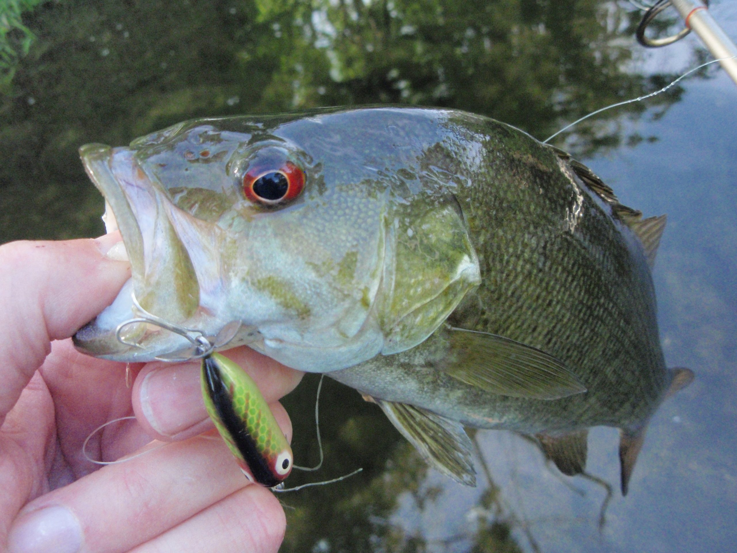bears den fly reels Abel Custom Finishes In Stock and long term reliability Printed Reef Box Model:DPCN Fishing Pole Daiwa Ft