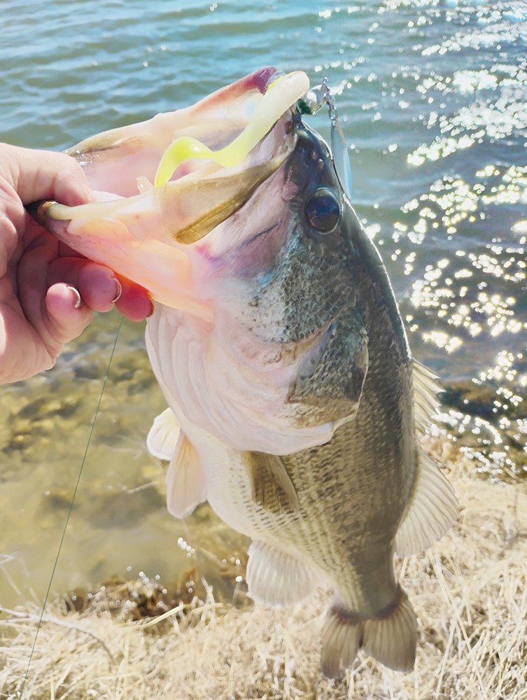 attaching beetle spin lures for bass Johnson White Red Dot 1/16 oz pan fish Beetle Spins, the Catch-All Lure